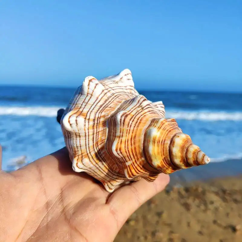 Large Striped Fox Conch Shells Filamentous Horse Conch Perfect for Fish Tank Wedding Decor Beach Theme Party Home Decorations