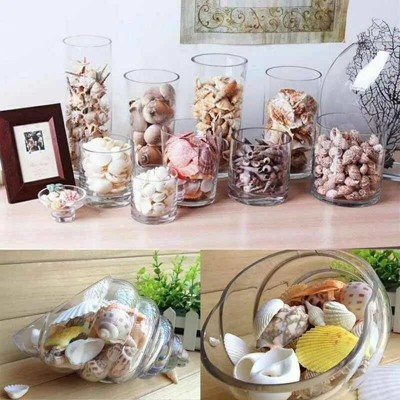 Mix Natural Sea Shells Conch Coquillage Beach Decor Craft Marine Style Fish Tank Seashells Conch Embellishment