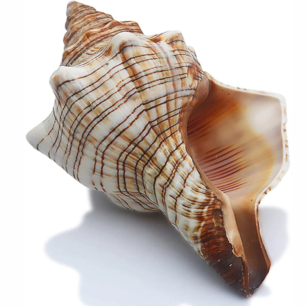 Large Striped Fox Conch Shells Filamentous Horse Conch Perfect for Fish Tank Wedding Decor Beach Theme Party Home Decorations