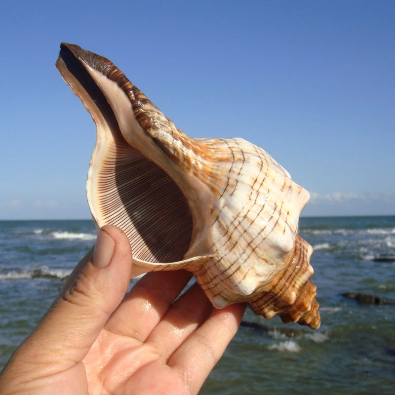 Large Striped Fox Conch Shells Filamentous Horse Conch Perfect for Fish Tank Wedding Decor Beach Theme Party Home Decorations