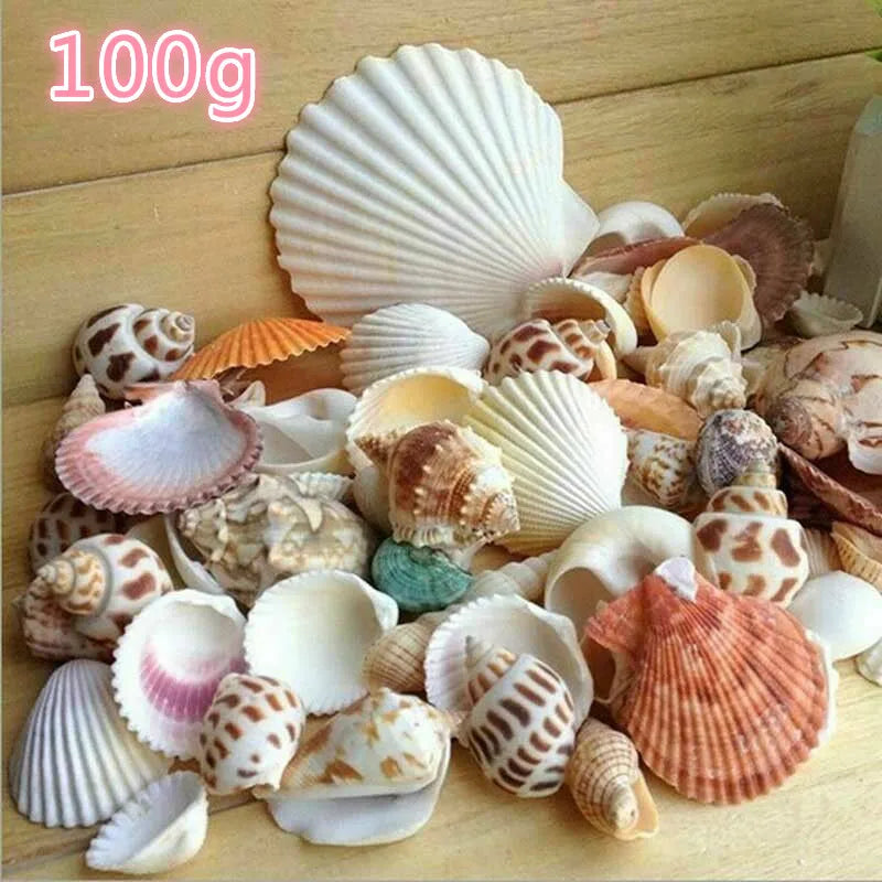 Mix Natural Sea Shells Conch Coquillage Beach Decor Craft Marine Style Fish Tank Seashells Conch Embellishment