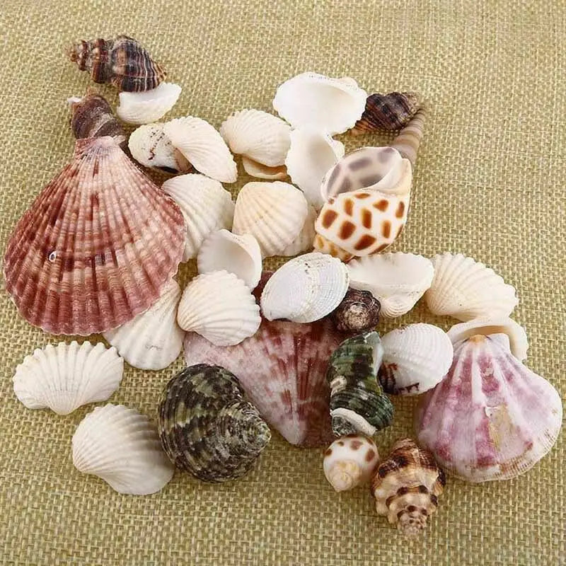 Mix Natural Sea Shells Conch Coquillage Beach Decor Craft Marine Style Fish Tank Seashells Conch Embellishment