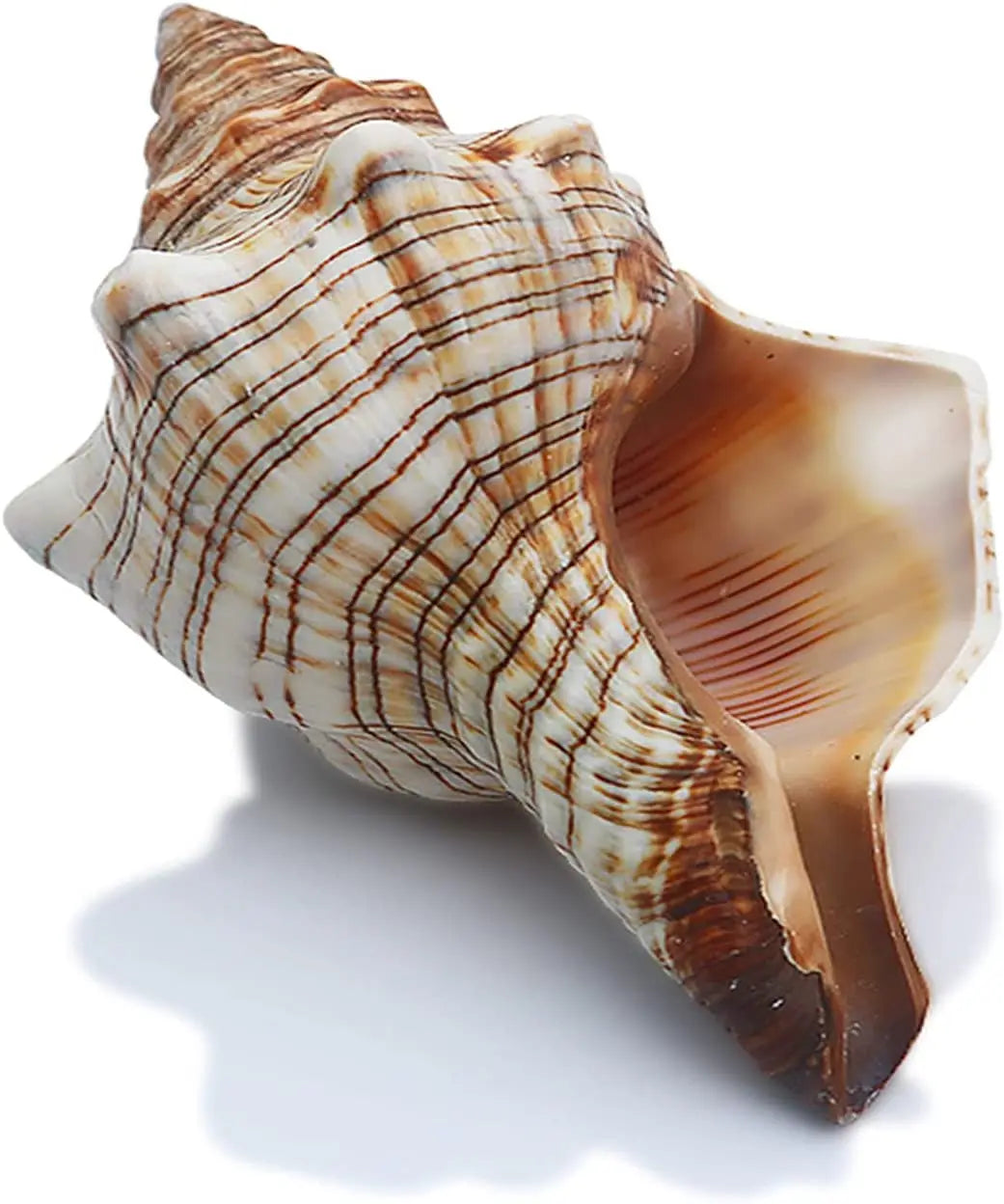 Large Striped Fox Conch Shells Filamentous Horse Conch Perfect for Fish Tank Wedding Decor Beach Theme Party Home Decorations