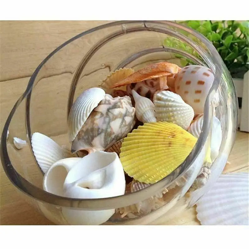 Mix Natural Sea Shells Conch Coquillage Beach Decor Craft Marine Style Fish Tank Seashells Conch Embellishment