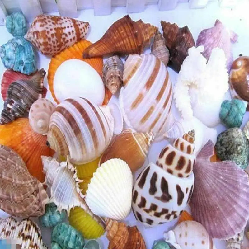 Mix Natural Sea Shells Conch Coquillage Beach Decor Craft Marine Style Fish Tank Seashells Conch Embellishment