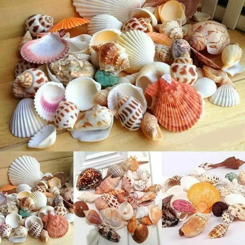 Mix Natural Sea Shells Conch Coquillage Beach Decor Craft Marine Style Fish Tank Seashells Conch Embellishment